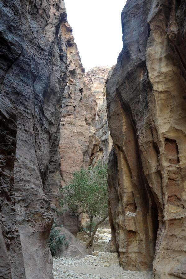 Hotel The Rock Camp Petra Wadi Musa Exteriér fotografie